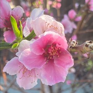 Meet your Posher, Maddie